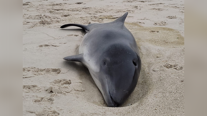 A dead porpoise washed ashore at Ortley Beach in Toms River, New Jersey Tuesday morning.