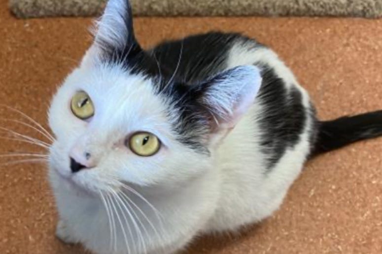 Porter @ Austin Humane Society December 2020