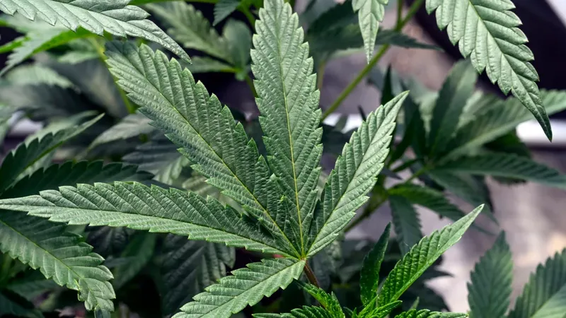 New York marijuana legalization