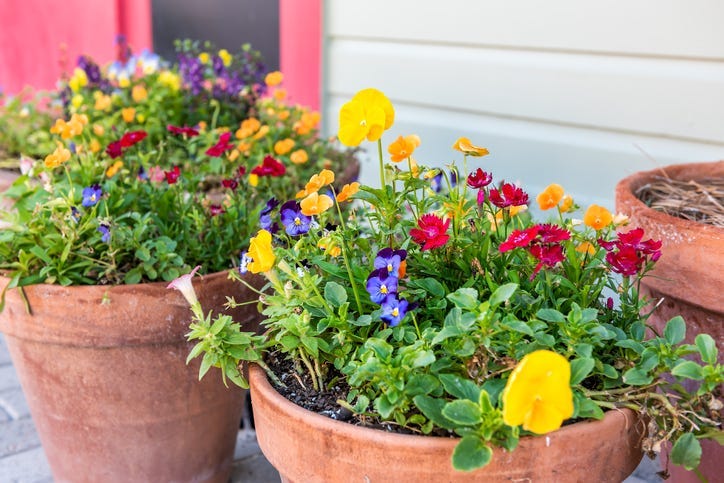 multiple potted plants & Flowers