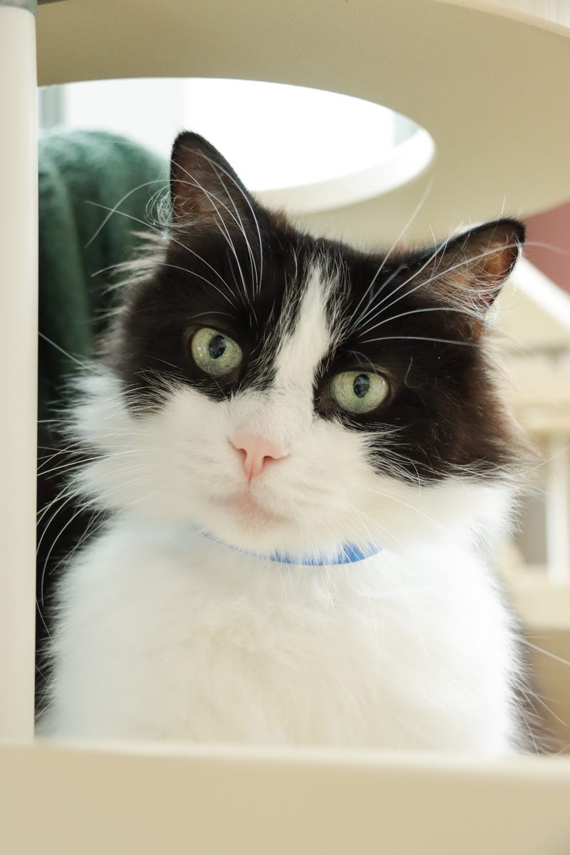 Black and White Long Haired Cat