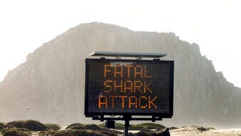 Shark that killed man in California was likely a great white