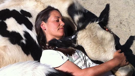 Feeling stressed out? Hug a cow at this St. Louis-area farm