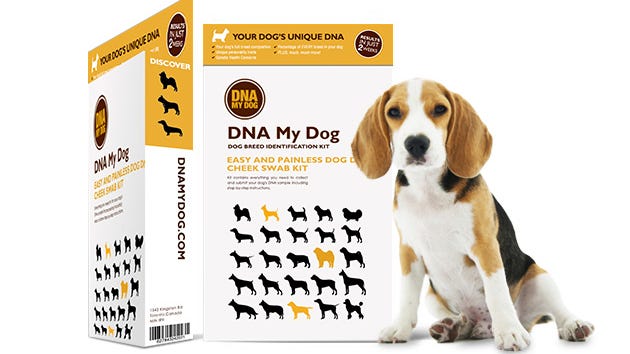 Get to know your furry family member on a whole new level with this canine DNA test