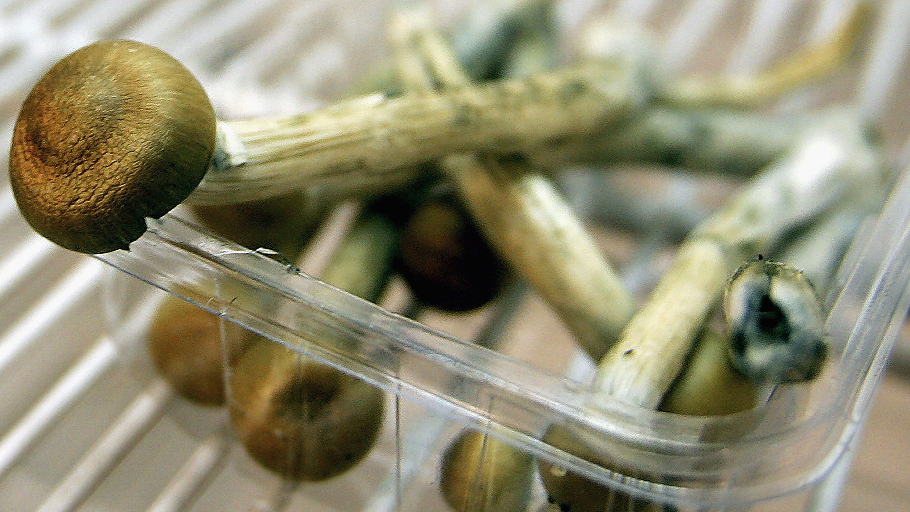 New California bill would decriminalize some psychedelics