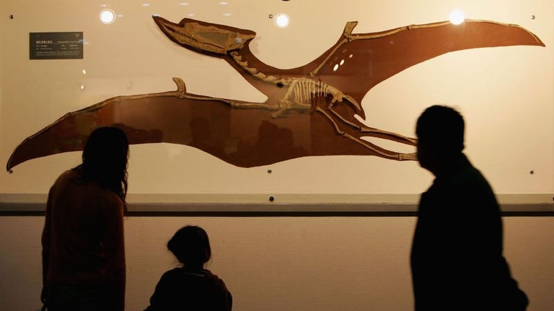 Visitors view a fossil specimen of a pterosaur at the Geological Museum of China during an activity to mark World Earth Day April 22, 2006 in Beijing, China. 