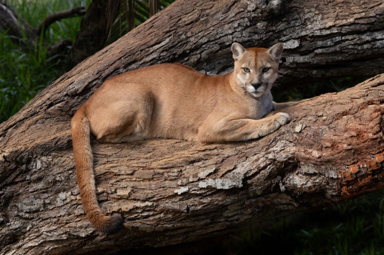 Puma