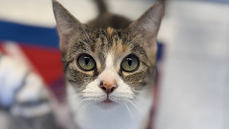 cat looking right at the camera