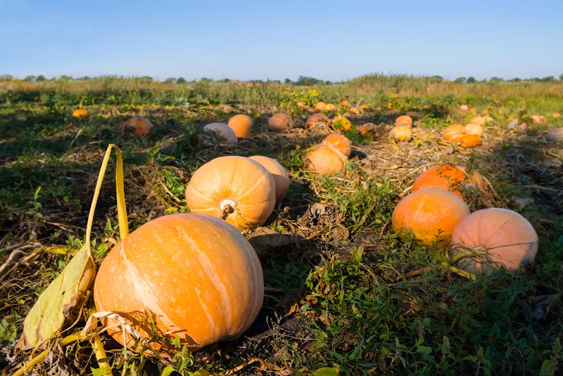 Pumpkin Patch
