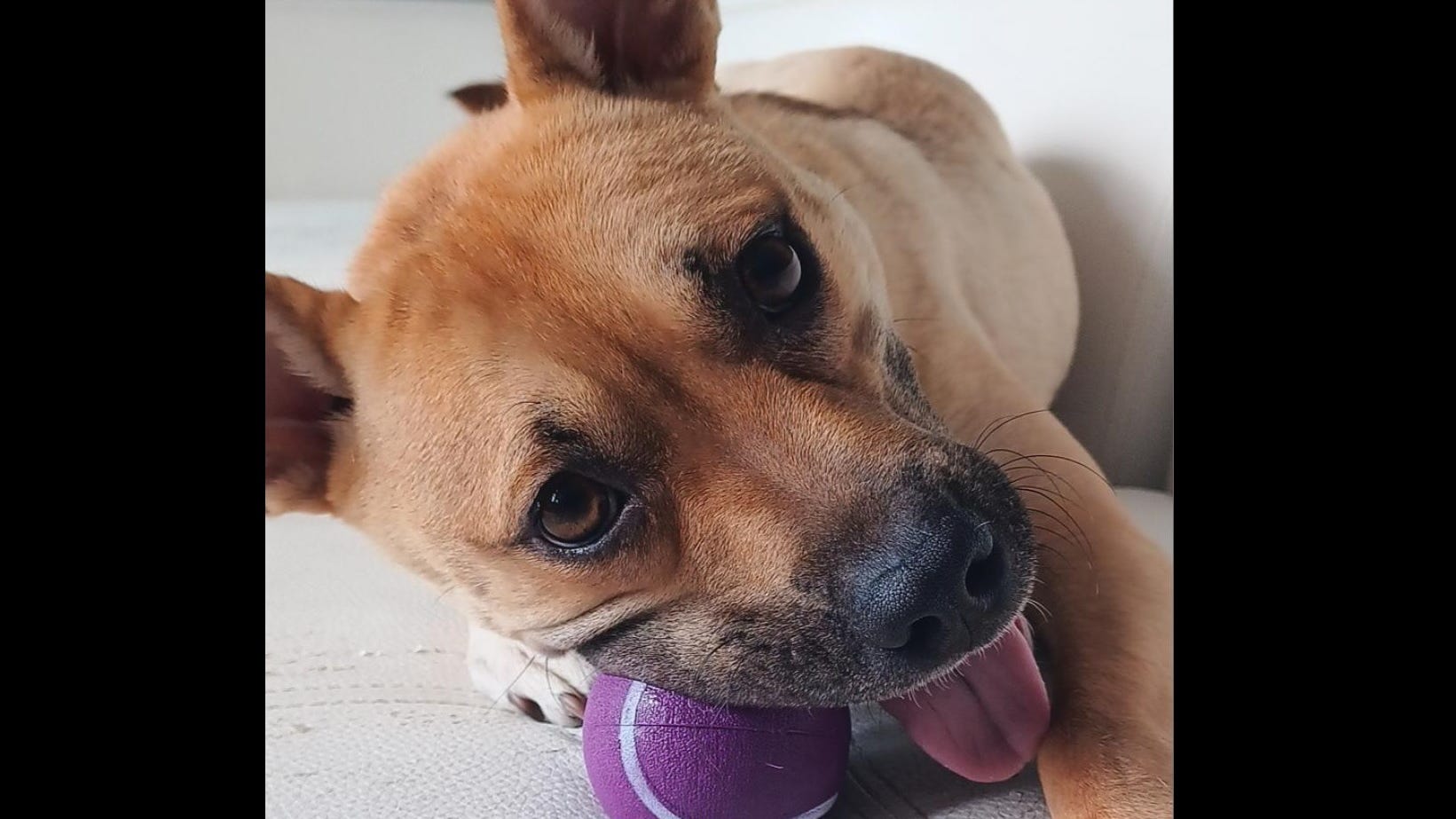 This adoptable puppy will be an A+ student
