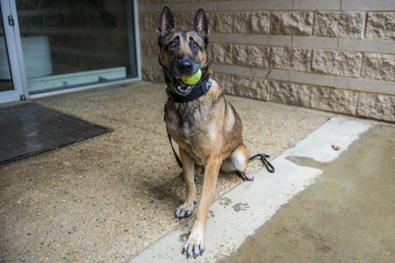 dog with ball