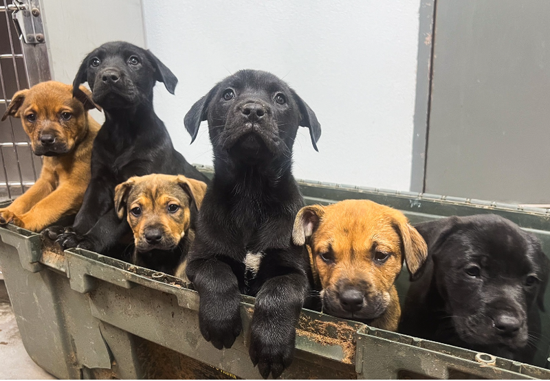 Humane Society of North Texas