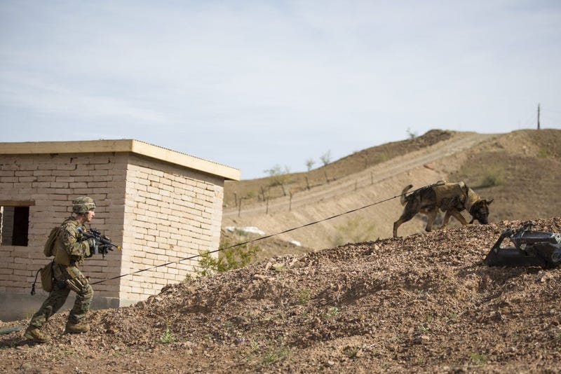 Marine and dog on patrol