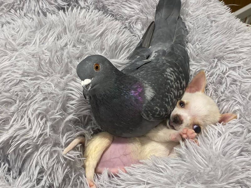 Puppy and Pigeon are friends