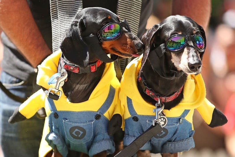 Minion Pups