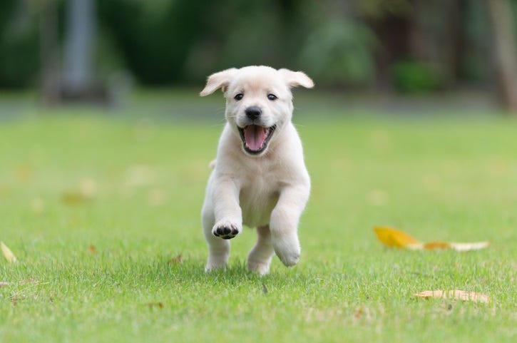 Puppy