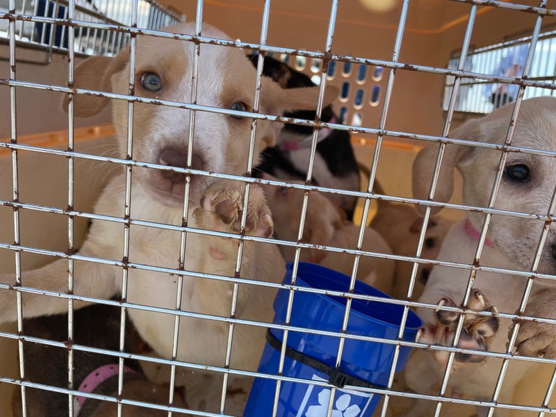 A few of the puppy plane's passengers on Monday, July 19, 2021.