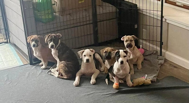 Fisher's Furry Friends of PA
