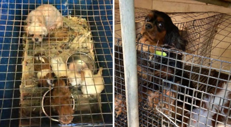 For the 9th year, the most "Horrible 100" puppy mills are in Missouri.