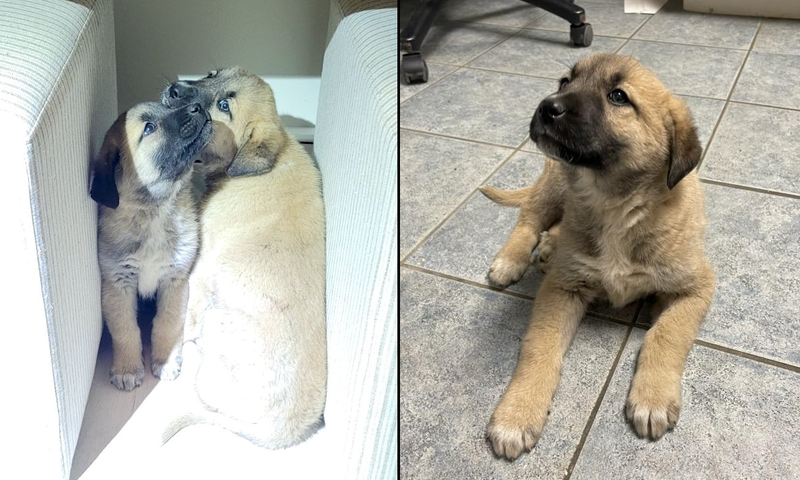 Two puppies, including a puppy with leg fractures, were recovered from a home in Ronkonkoma on Wednesday