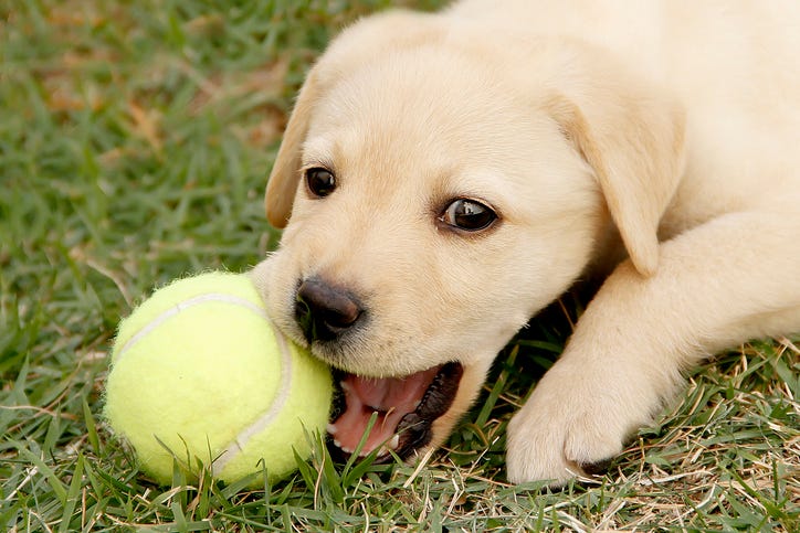 lab puppy
