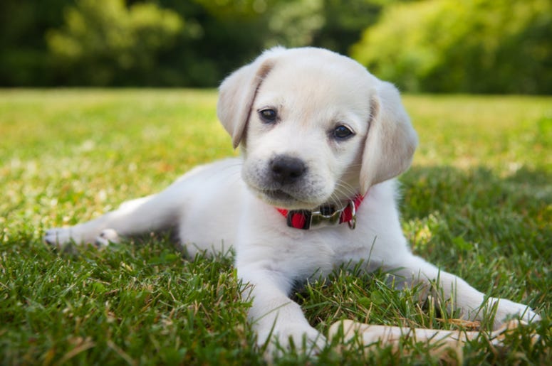 Puppy