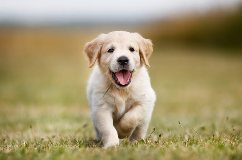 Puppy