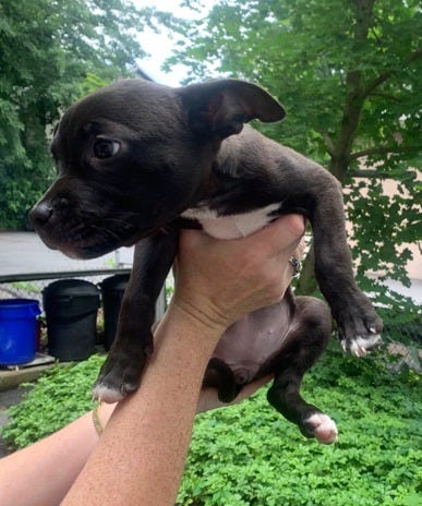 Pitbull puppy found in Scranton dumpster