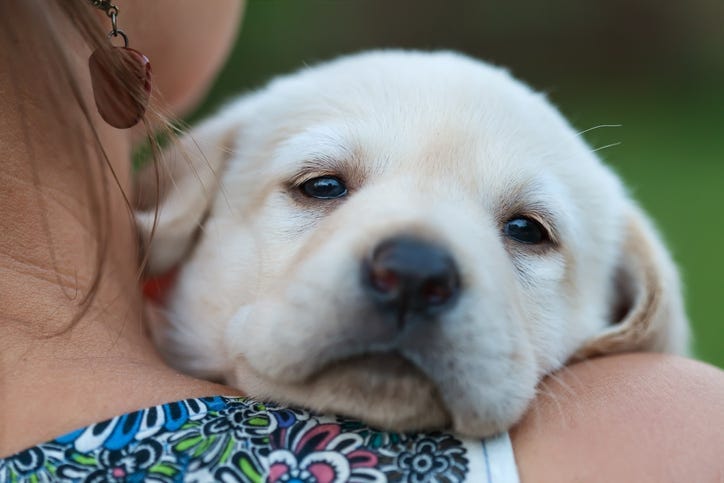 puppy adoption