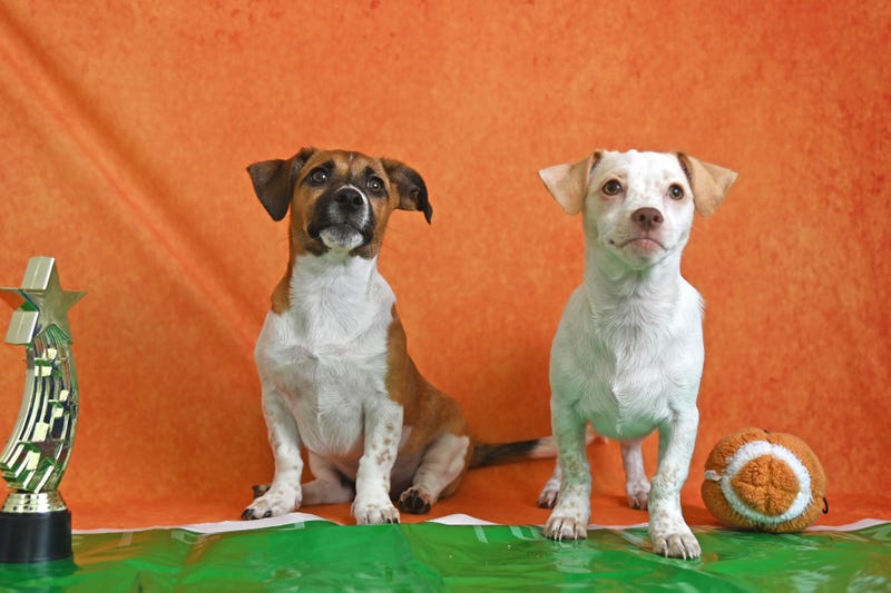 puppy bowl