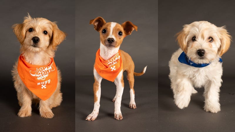 Puppy Bowl