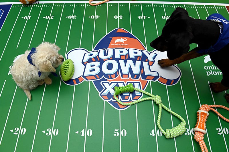puppy bowl