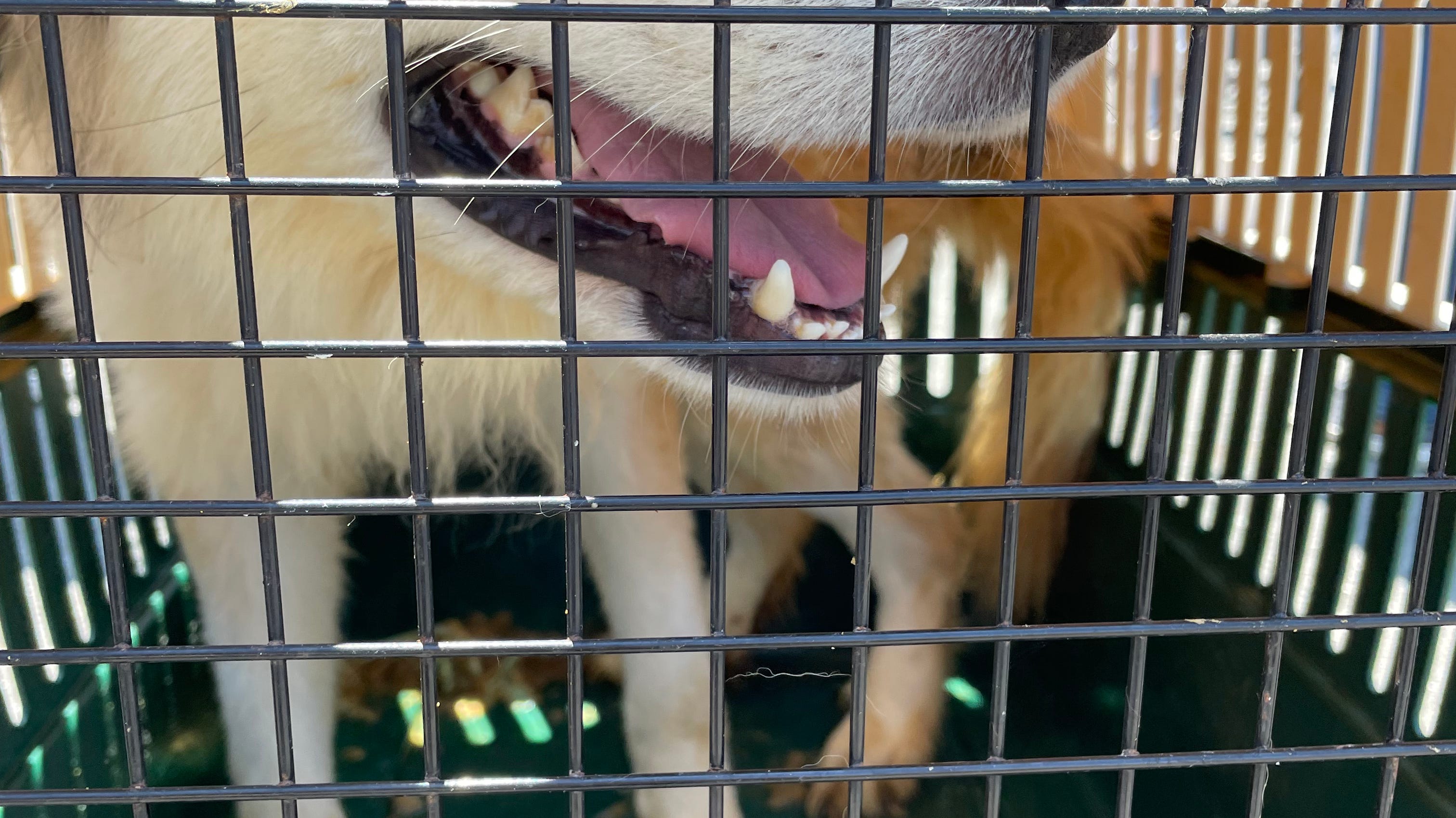 VIDEO: It’s raining cats and dogs – surplus of animals arrive at Bay Area Humane Societies