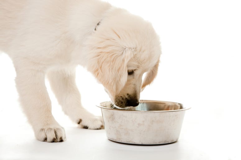 Golden Retriever Puppy