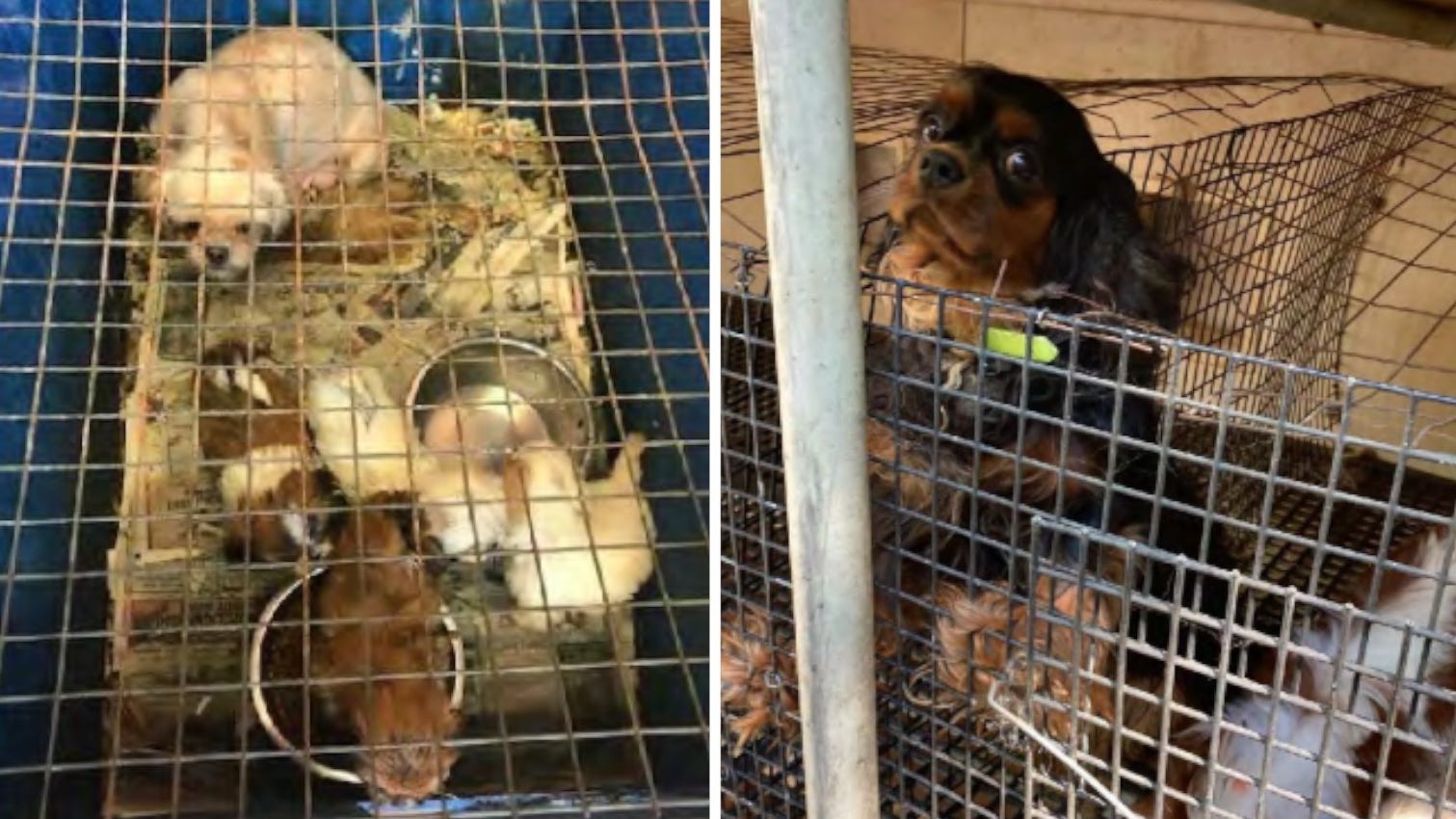 Missouri wins (loses) again: No. 1 state for puppy mills in 'Horrible Hundred'