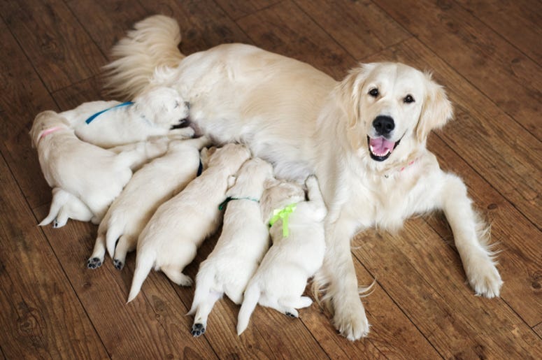 Puppy_Litter
