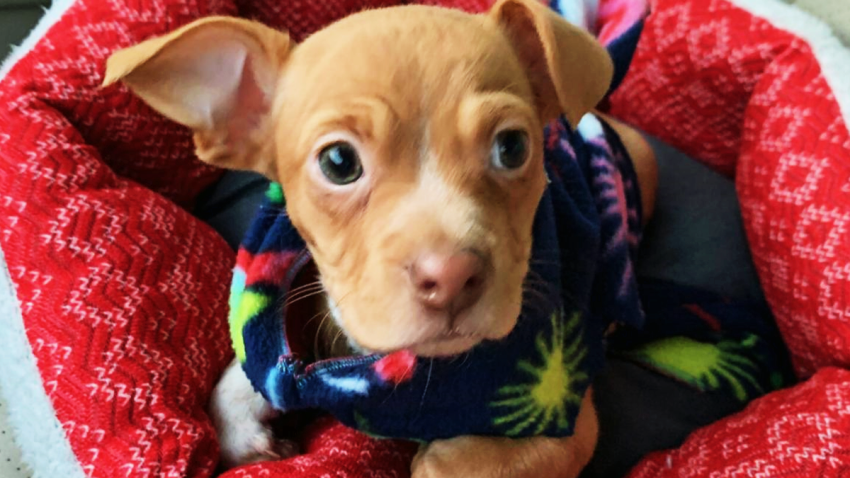 Search for driver who threw puppy from moving vehicle on LI, $3K reward offered