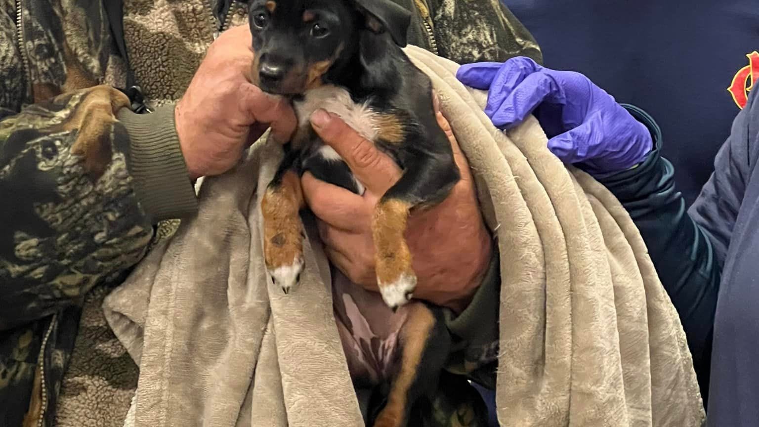 Puppy overdoses on fentanyl