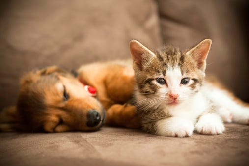 Puppy, Kitten, Animal Planet, Marathon, Self-Isolation