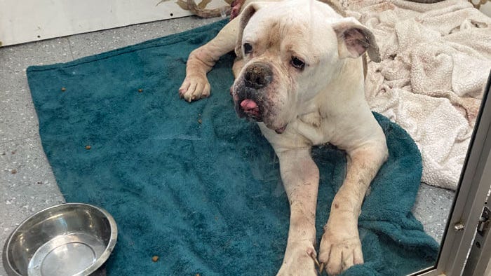 PETA offers $5K reward for info on severely injured dog left on Putnam County road