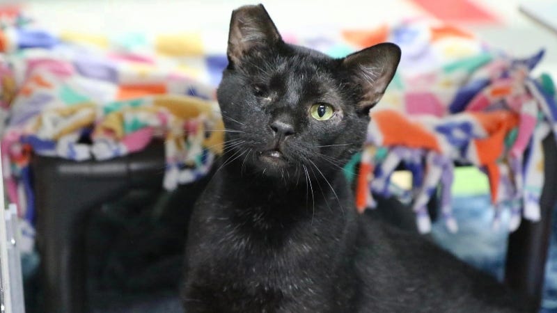 Puzzle @ Austin Humane Society 3/6/24