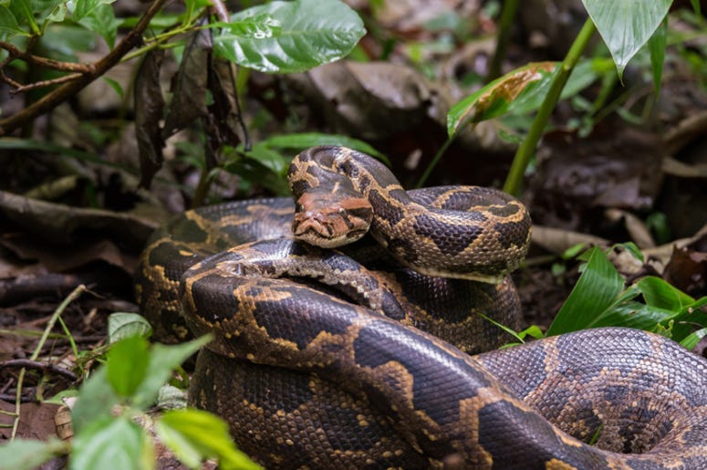 Python