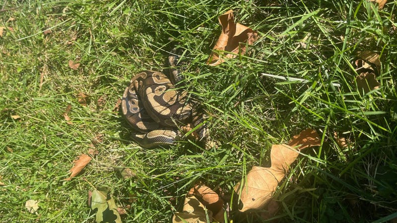 Ball python found in Clem Macrone Park in Radnor Township