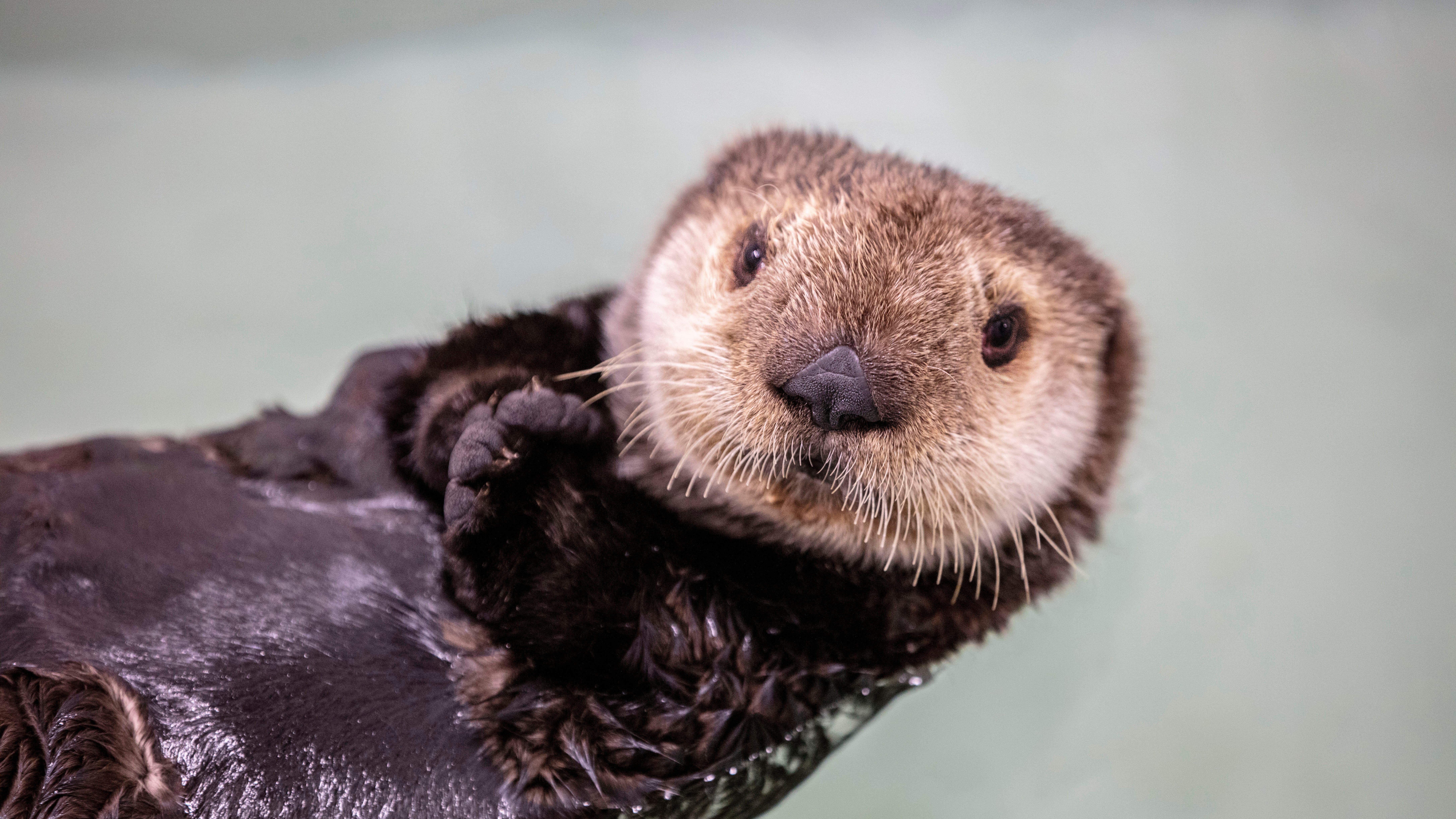 Photos: Another rescued sea otter pup arrives at Shedd, and it’s un-fur-gettable