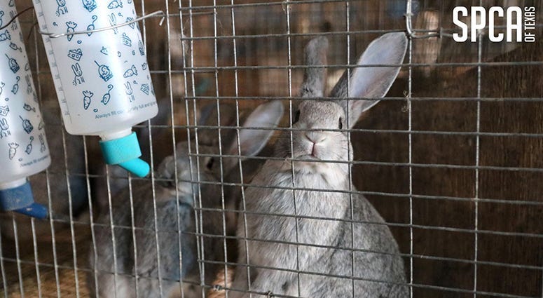 SPCA Rabbit Rescue