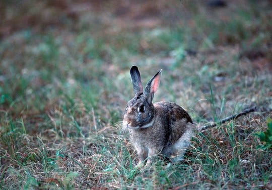 State wildlife biologists are concerned about a rabbit disease that is currently in Western states but has now also appeared in Florida.