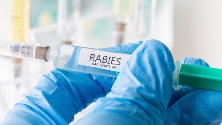 Puppy tests positive for rabies in Denton County