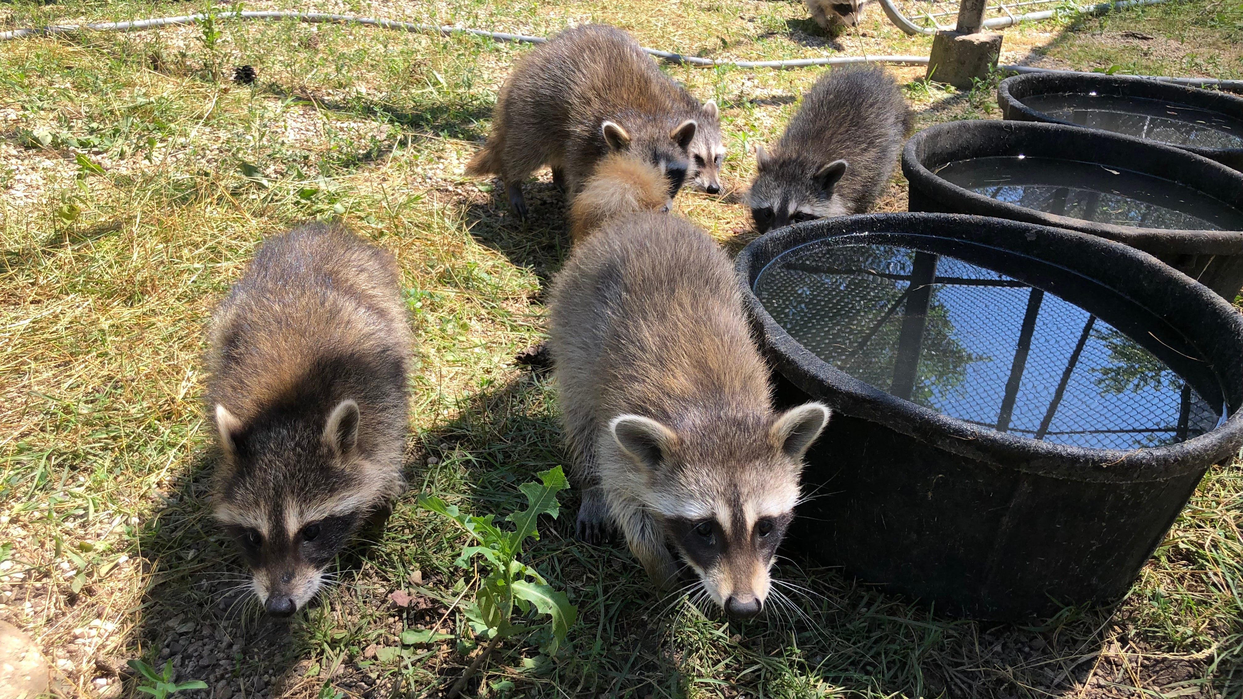 Willowbrook Wildlife Center At Capacity For Cottontail Bunnies, Raccoons