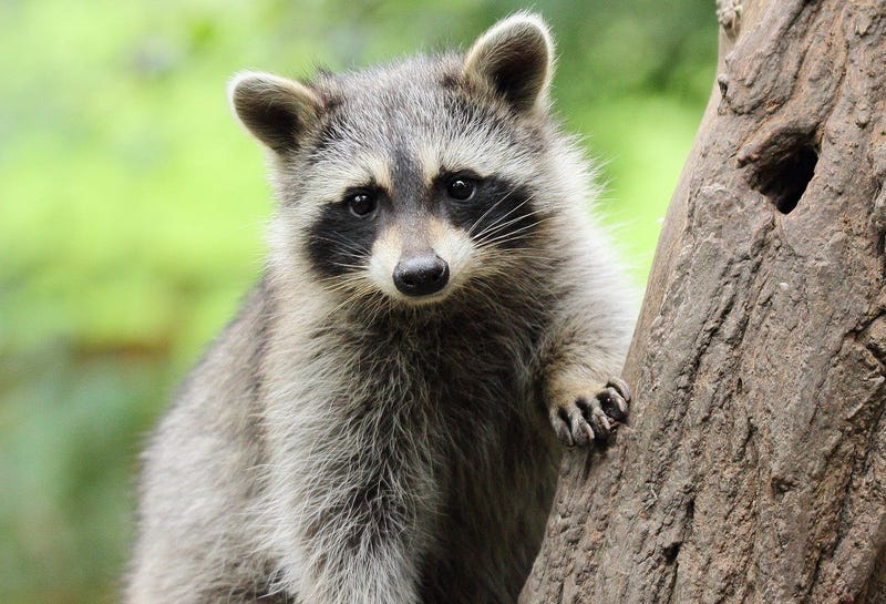 raccoon