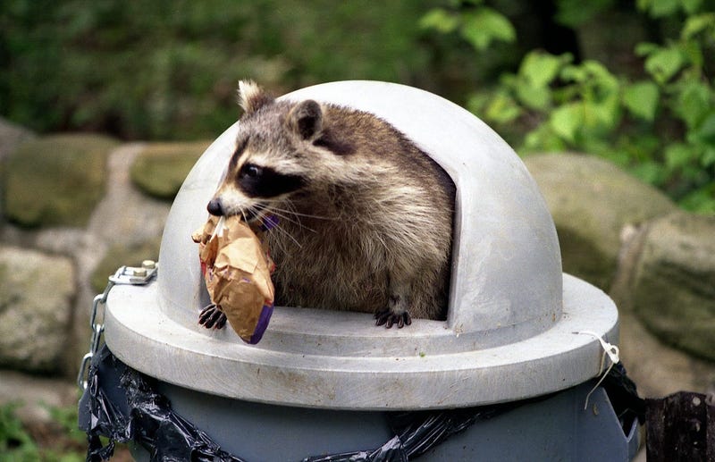 Raccoon